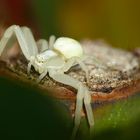 Veränderliche Krabbenspinne