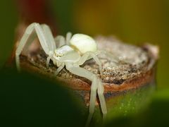 Veränderliche Krabbenspinne