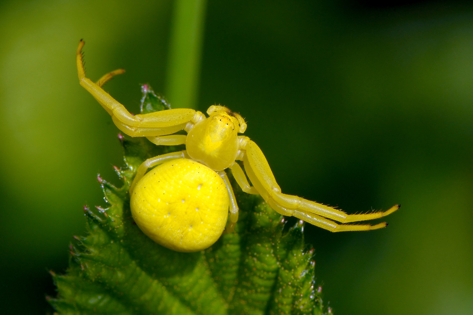 Veränderliche Krabbenspinne