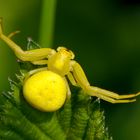 Veränderliche Krabbenspinne