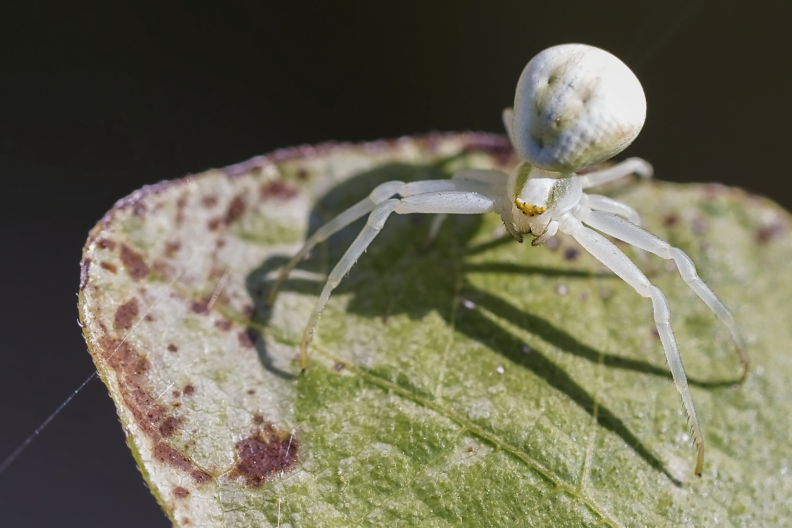 Veränderliche Krabbenspinne 