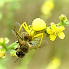 Veränderliche- Krabbenspinne / Die Jägerin war Erfolgreich 