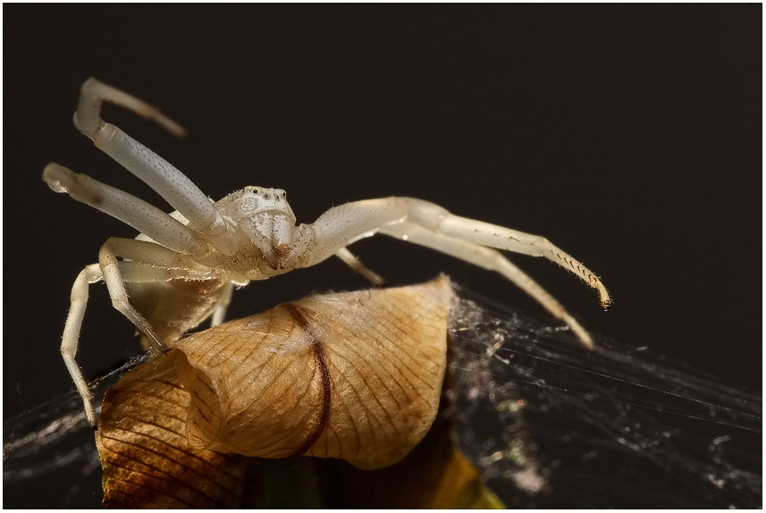 Veränderliche Krabbenspinne - DIE VERÄNDERLICHE…