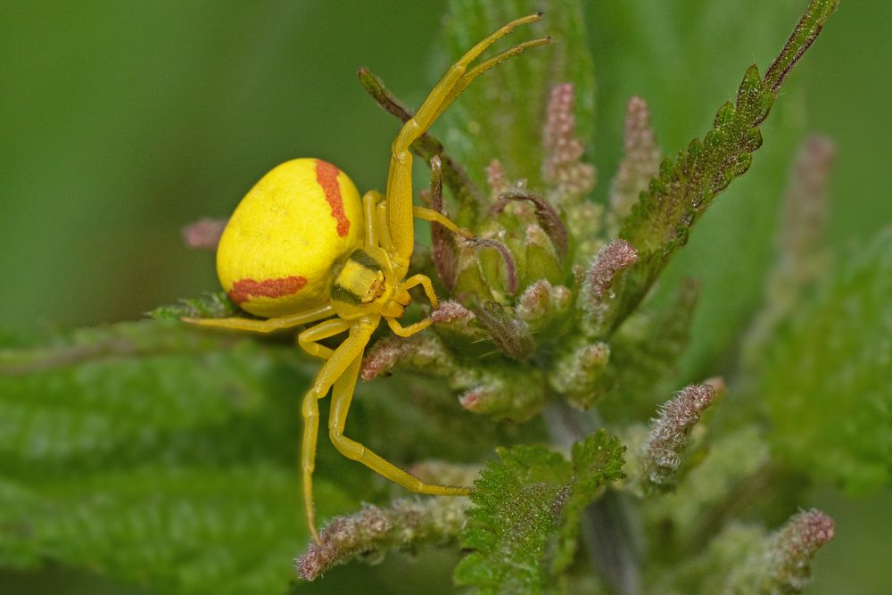 Veränderliche Krabbenspinne Foto & Bild tiere, wildlife, spinnen