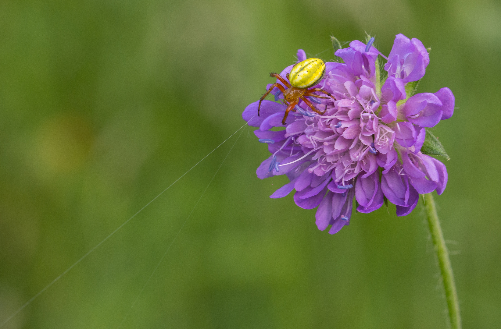 Veränderliche Krabbenspinne