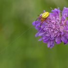 Veränderliche Krabbenspinne