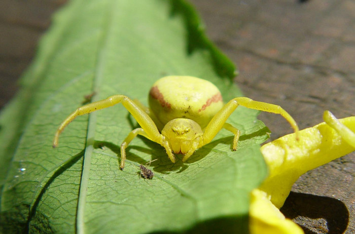 Veränderliche Krabbenspinne