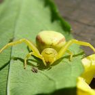 Veränderliche Krabbenspinne