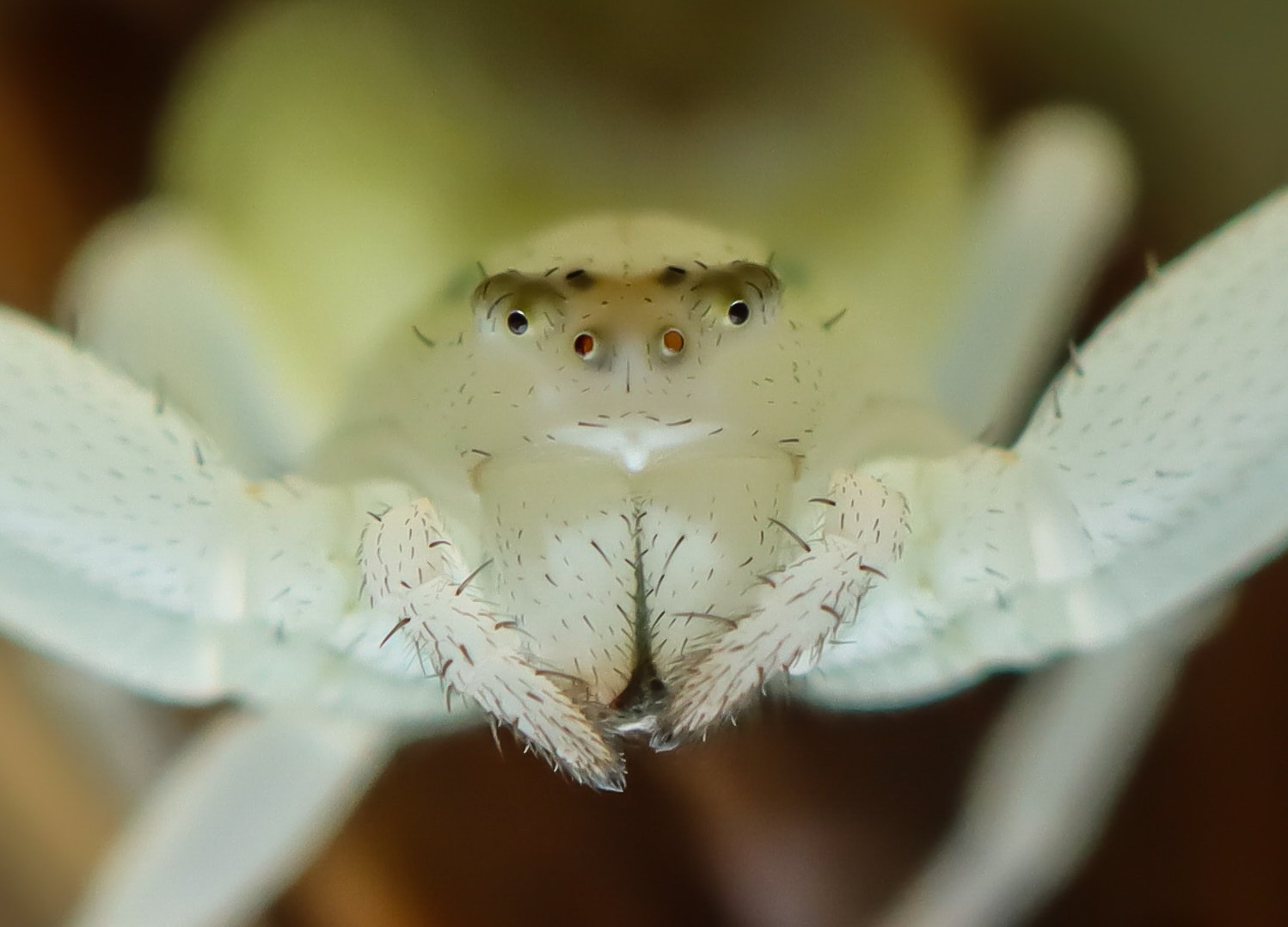 Veränderliche Krabbenspinne