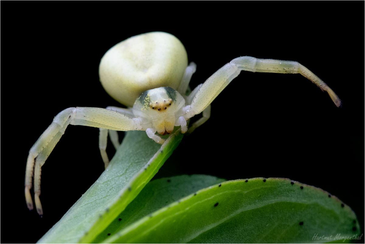 Veränderliche Krabbenspinne