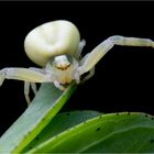 Veränderliche Krabbenspinne