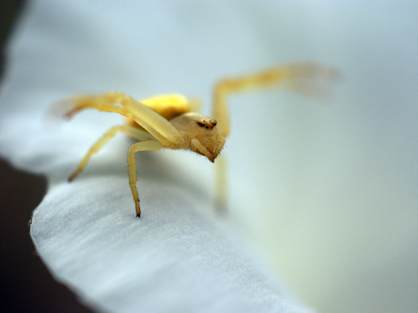 Veränderliche Krabbenspinne