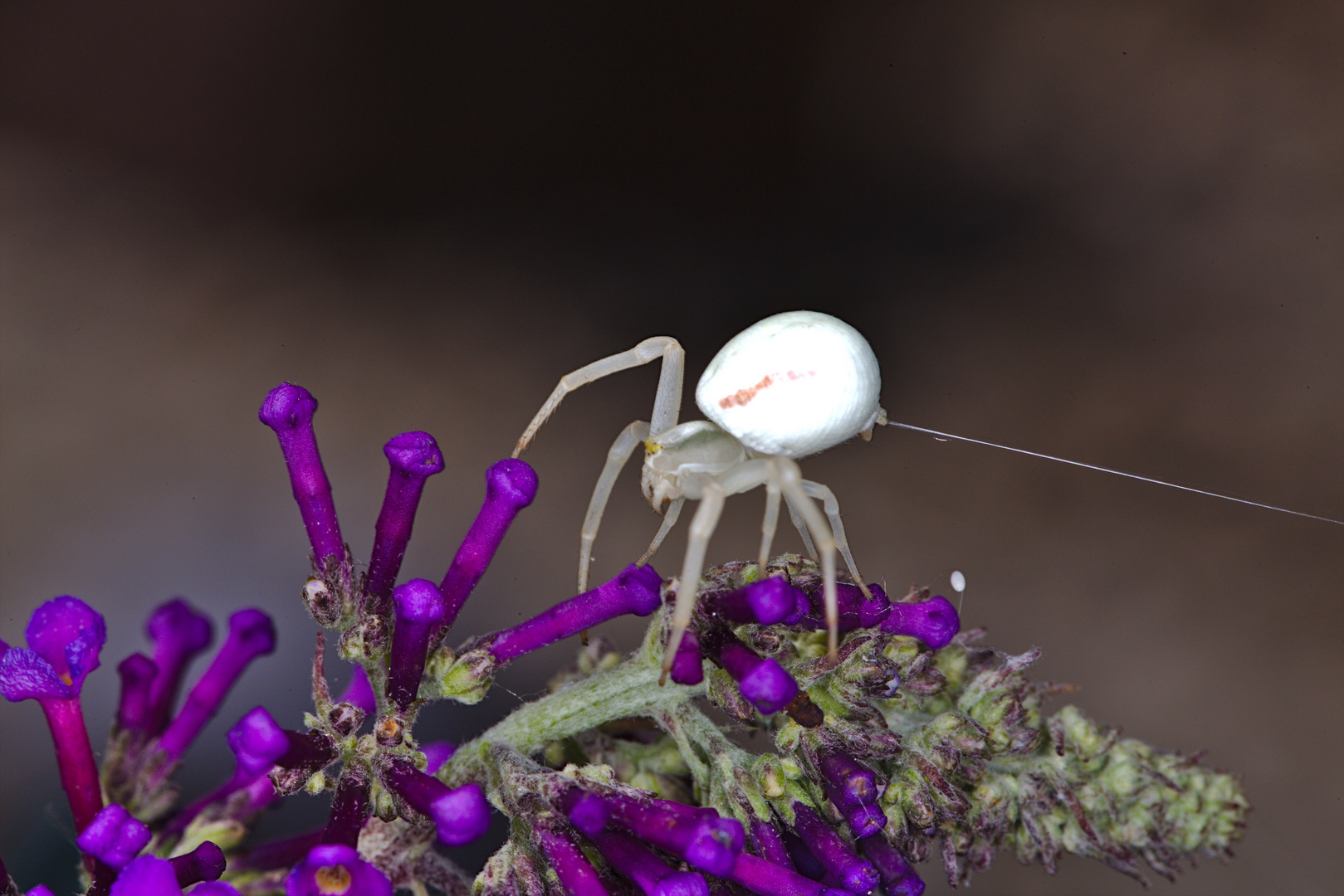 Veränderliche Krabbenspinne 