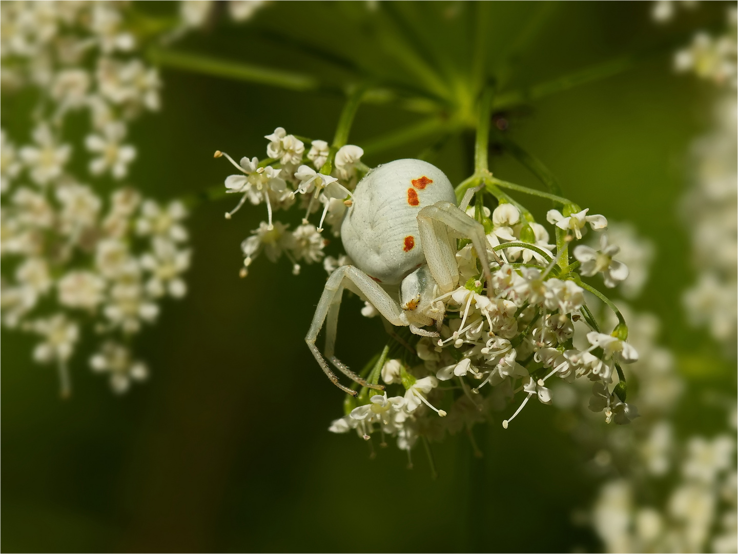 Veränderliche Krabbenspinne