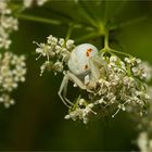 Veränderliche Krabbenspinne