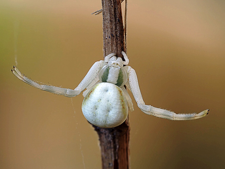 veränderliche Krabbenspinne