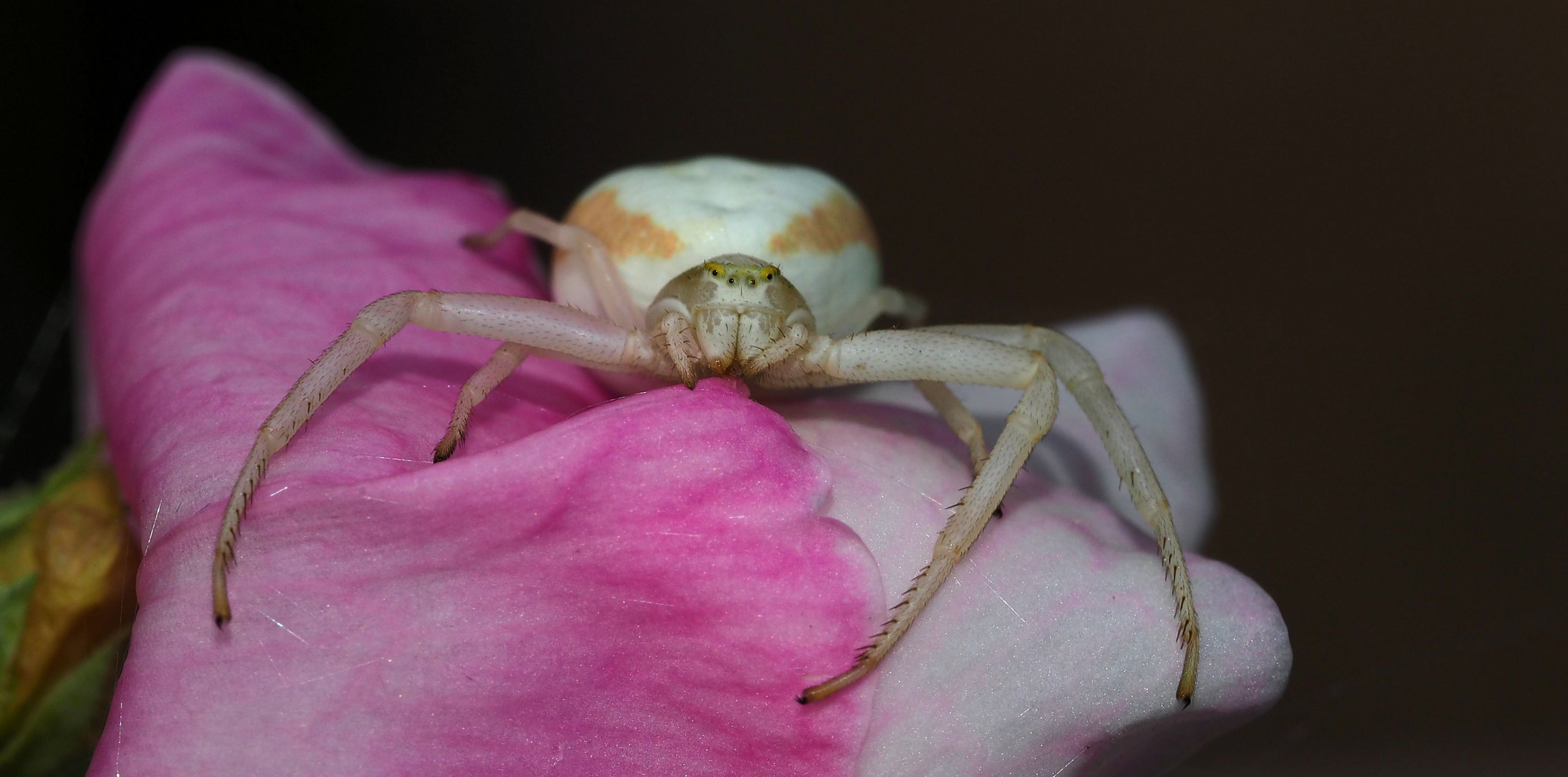 Veränderliche Krabbenspinne ....ein Mädchen...