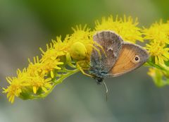 Veränderliche Krabbenspinne erwischt kleines Wiesenvögelchen