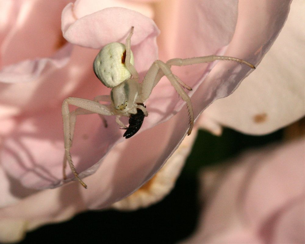 Veränderliche Krabbenspinne