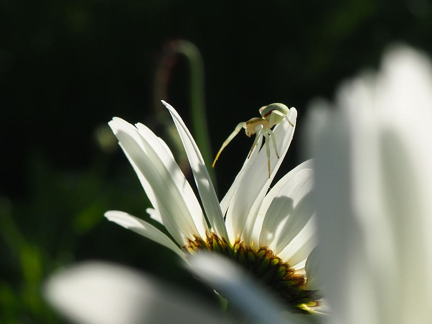 Veränderliche Krabbenspinne