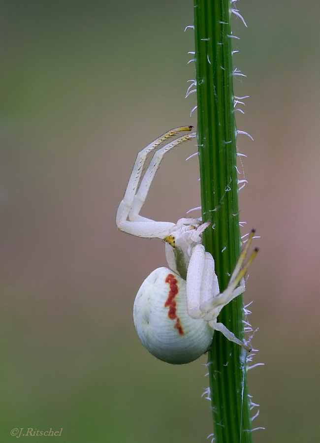 Veränderliche Krabbenspinne