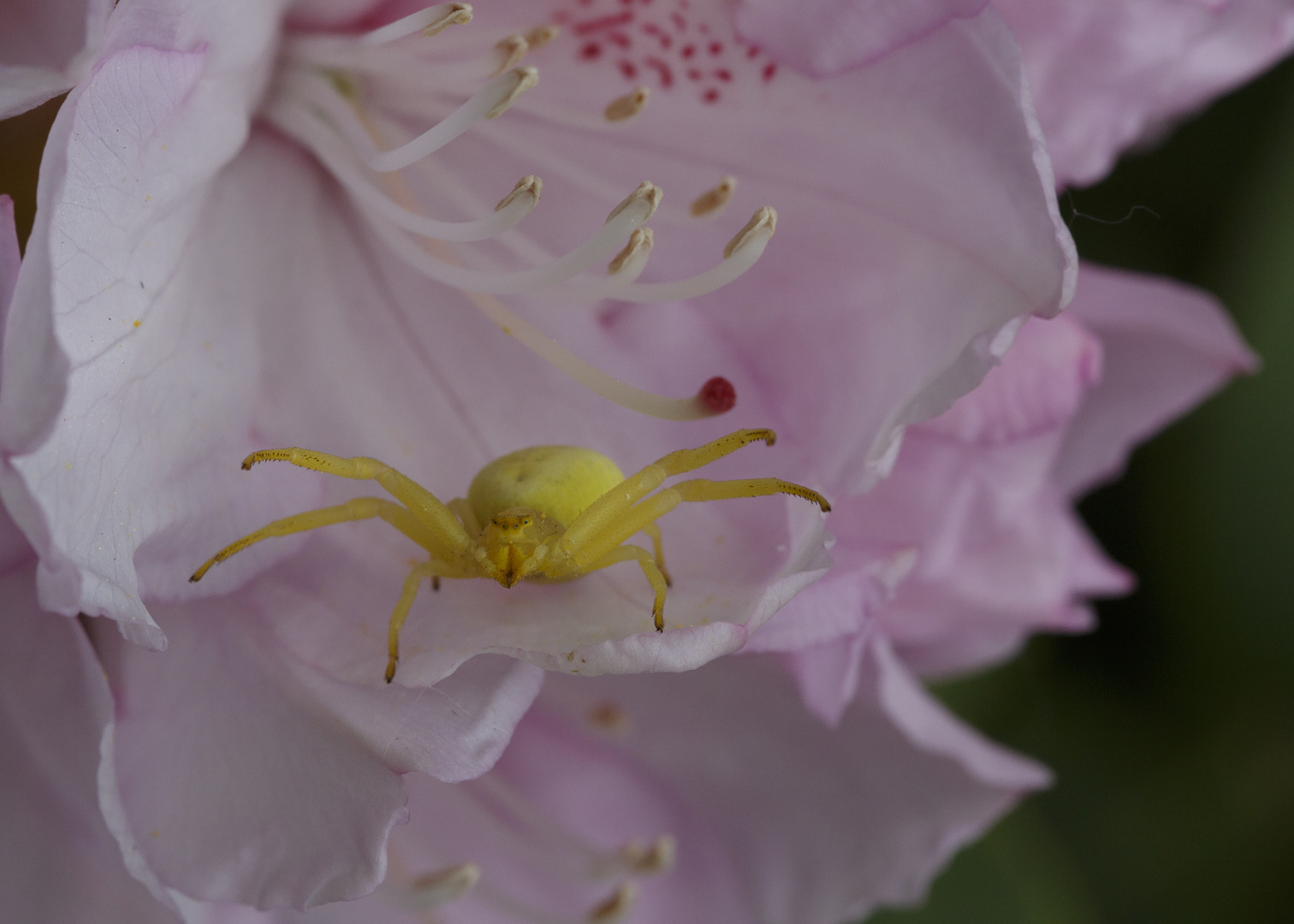 veränderliche Krabbenspinne