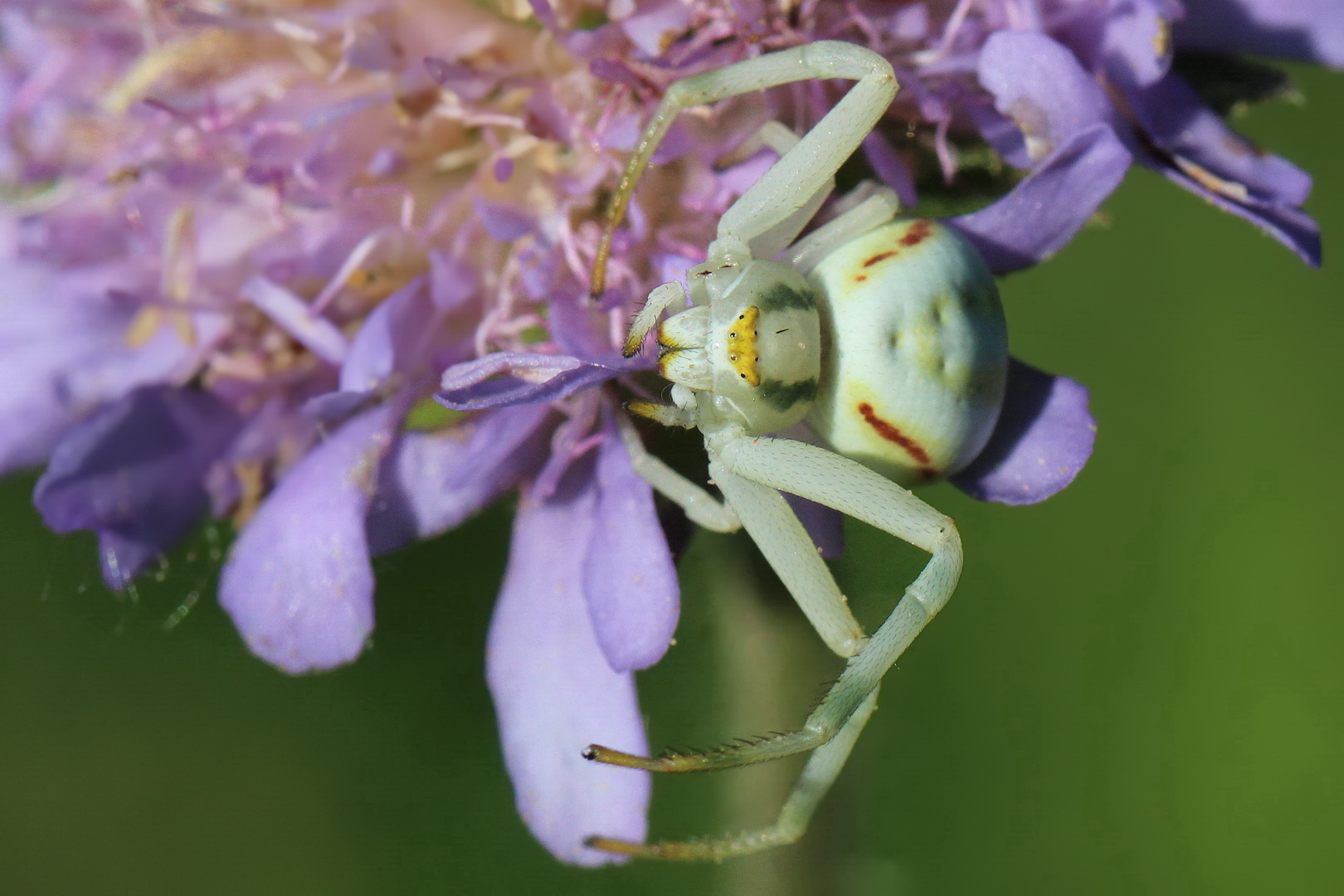 Veränderliche Krabbenspinne