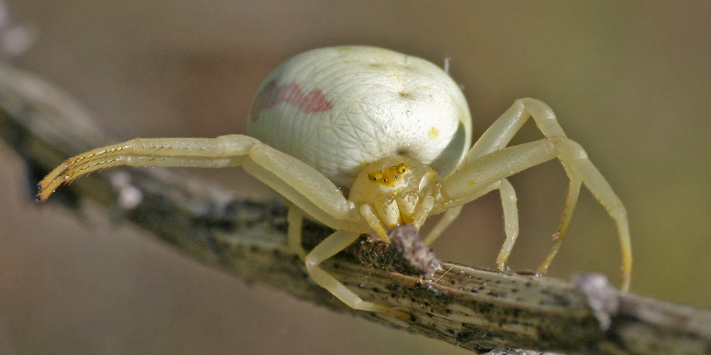 Veränderliche Krabbenspinne