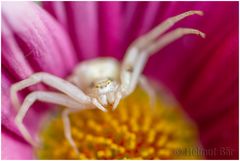 Veränderliche Krabbenspinne