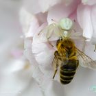 Veränderliche Krabbenspinne frisst eine Biene