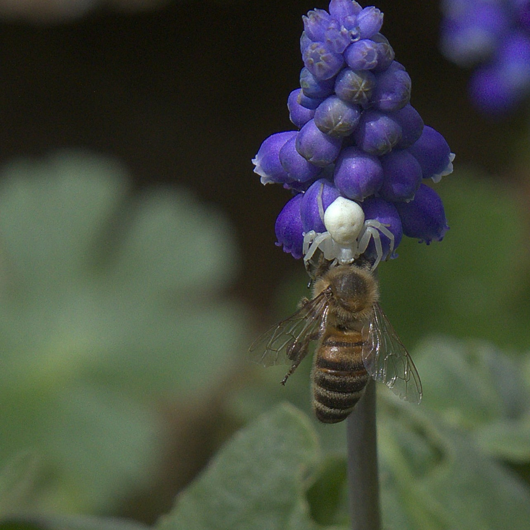 Veränderliche Krabbenspinne gegen Biene