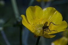 veränderliche Krabbenspinne hat Hunger