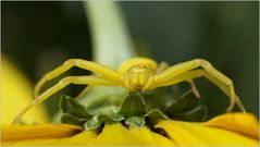 Veränderliche Krabbenspinne II