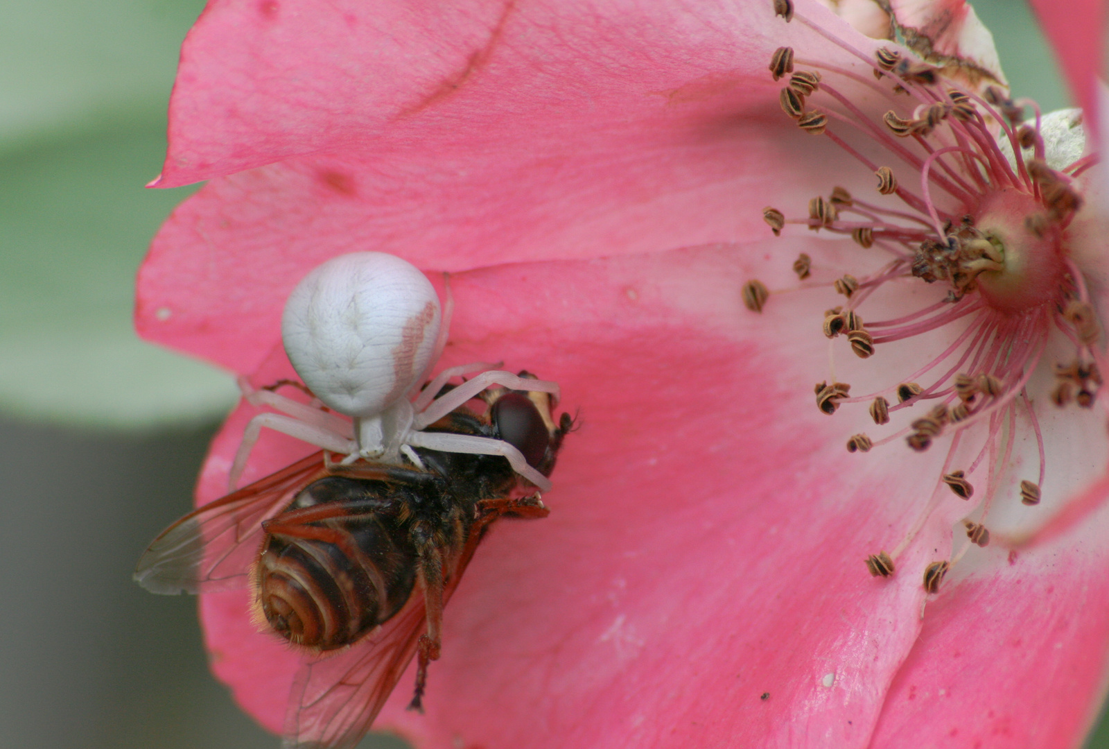 Veränderliche Krabbenspinne in Action