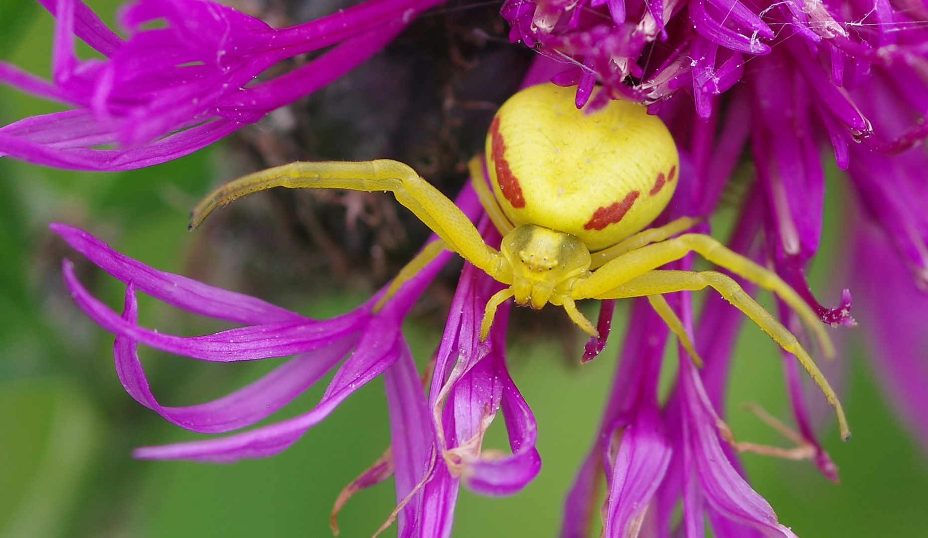 Veränderliche Krabbenspinne in Gelb