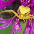 Veränderliche Krabbenspinne in Gelb