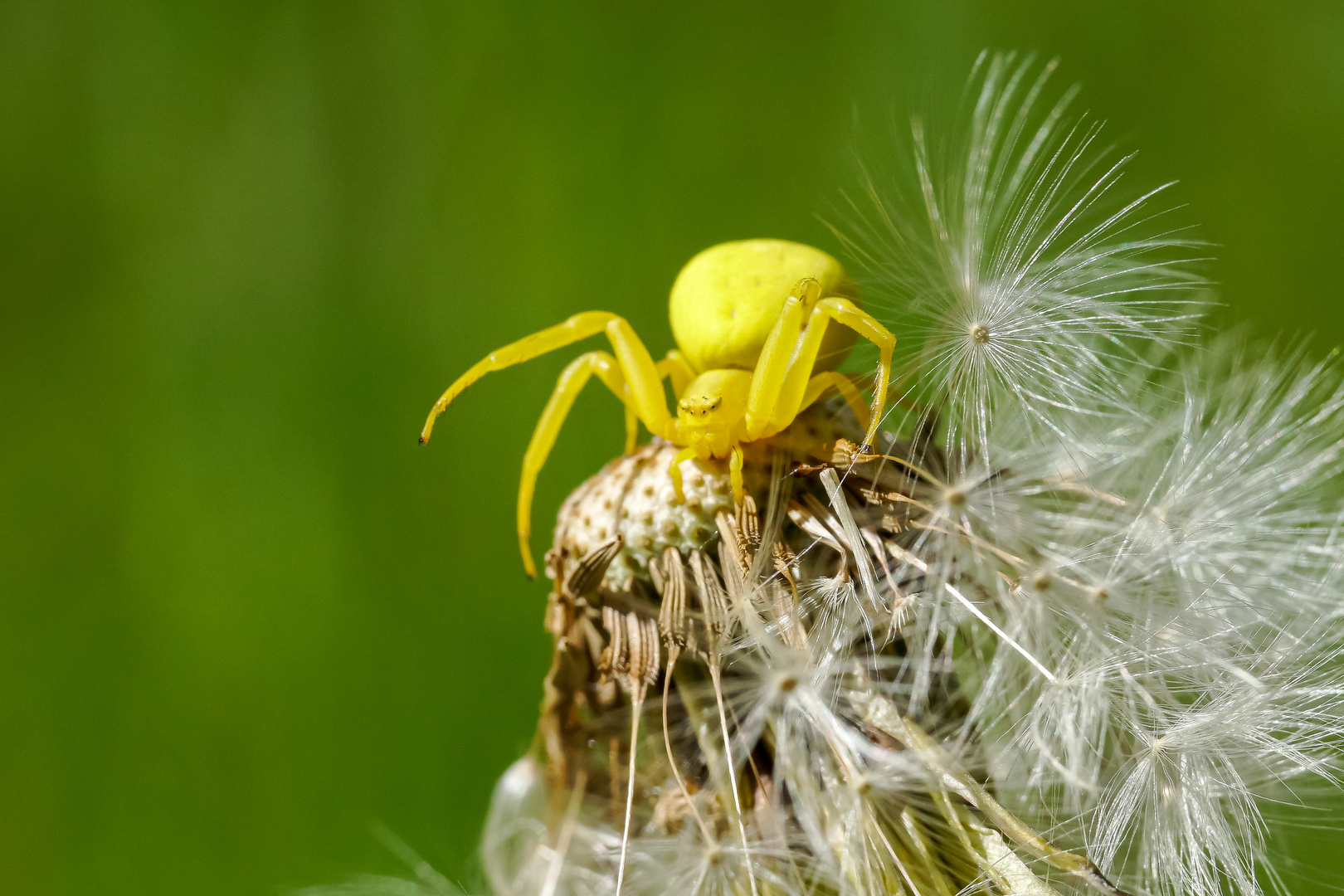 Veränderliche Krabbenspinne in Gelb