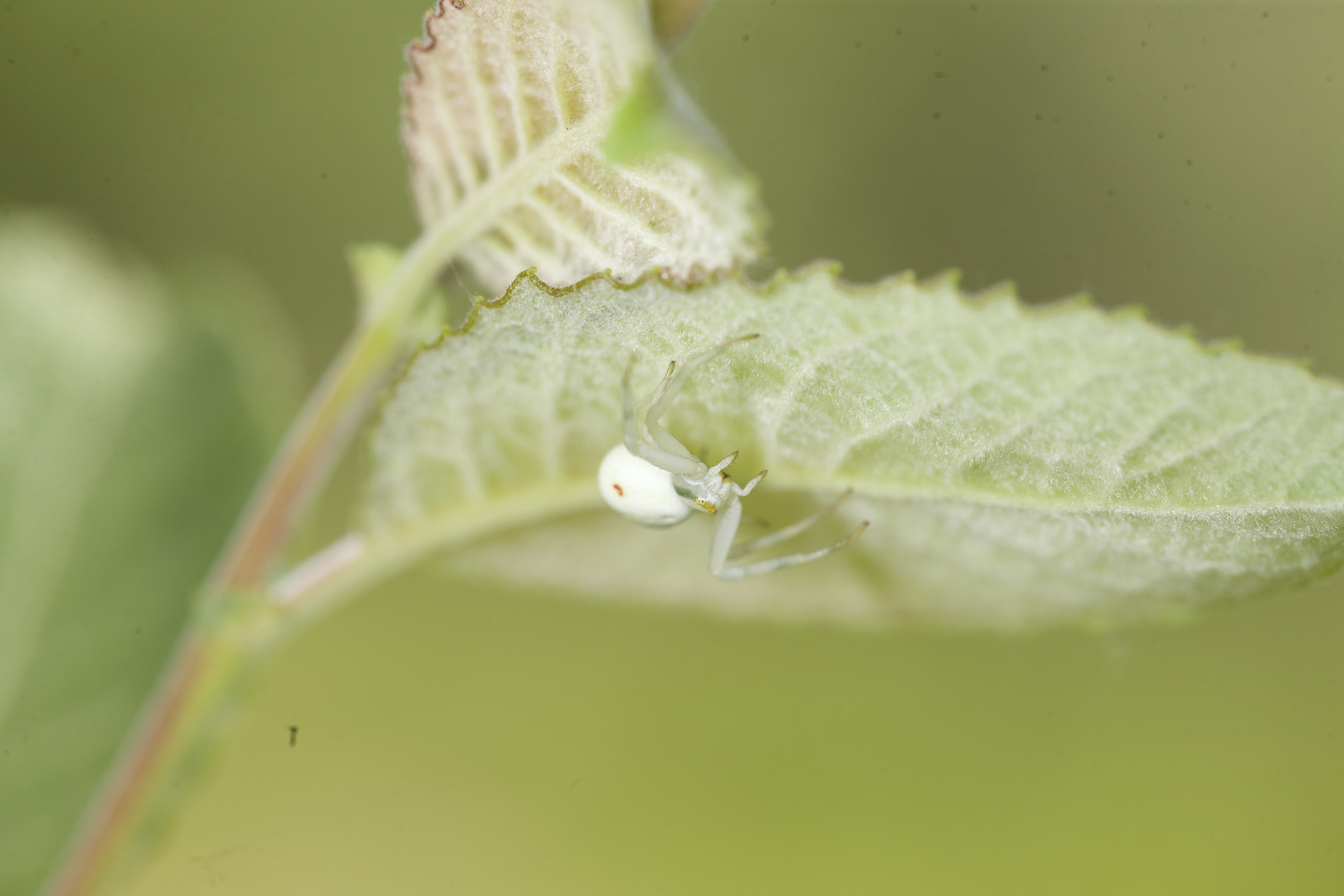 Veränderliche Krabbenspinne in weiss