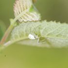 Veränderliche Krabbenspinne in weiss