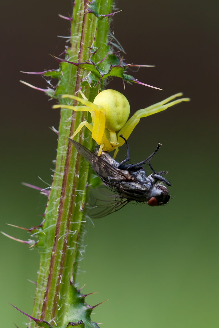 Veränderliche Krabbenspinne macht Beute