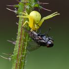 Veränderliche Krabbenspinne macht Beute