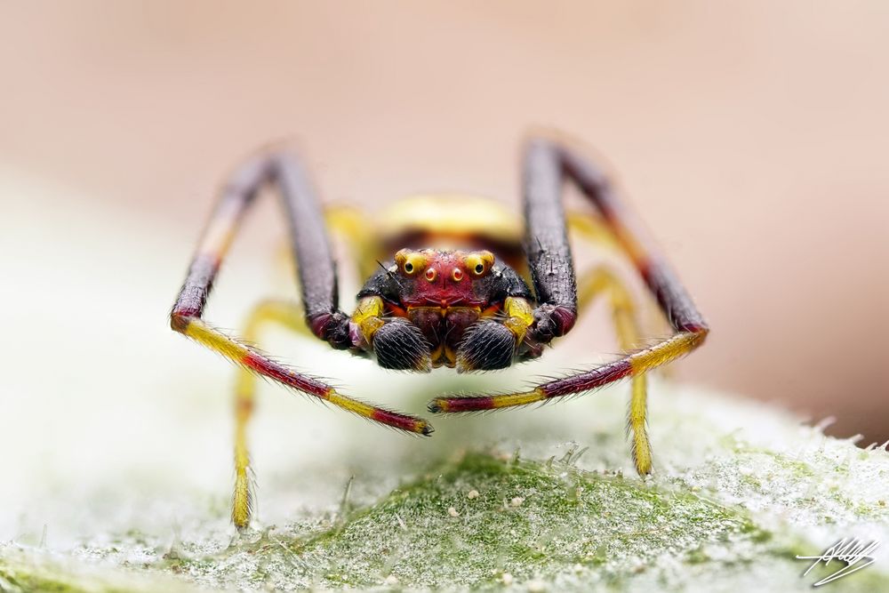 Veränderliche Krabbenspinne - Männchen