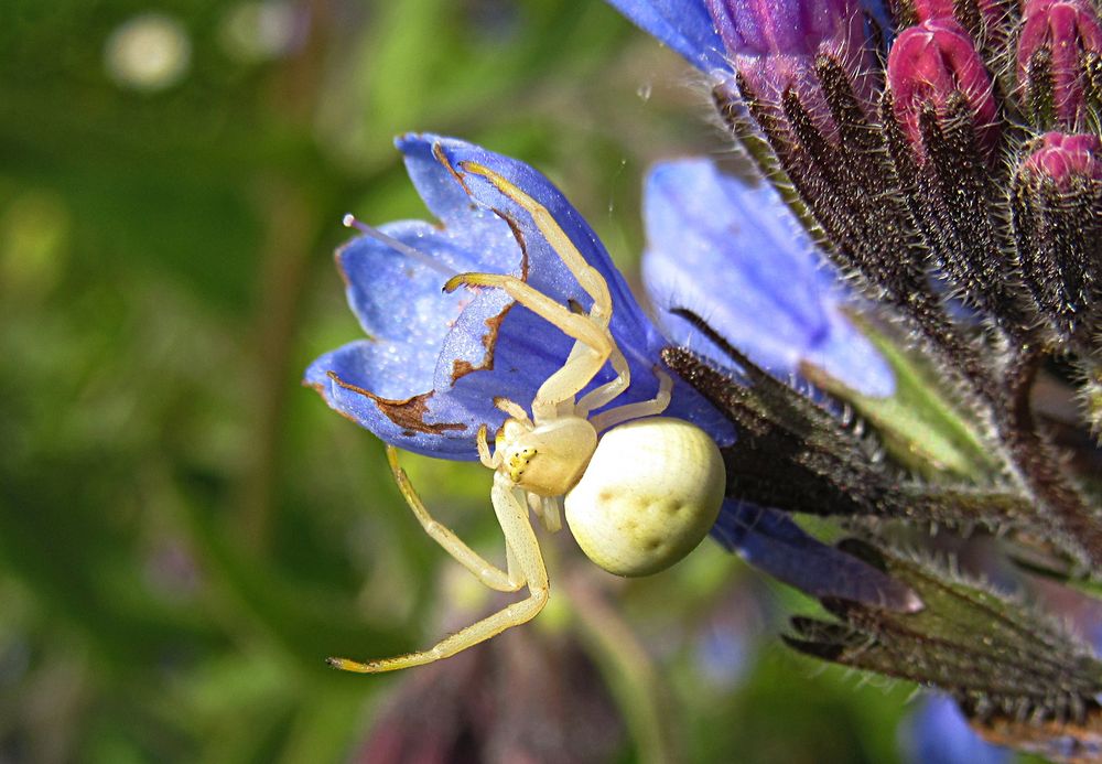 --- Veränderliche Krabbenspinne (Misumena vatia) ---