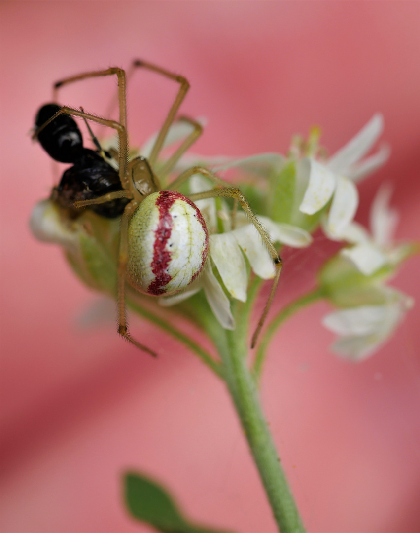 Veränderliche Krabbenspinne (Misumena vatia)