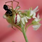 Veränderliche Krabbenspinne (Misumena vatia)