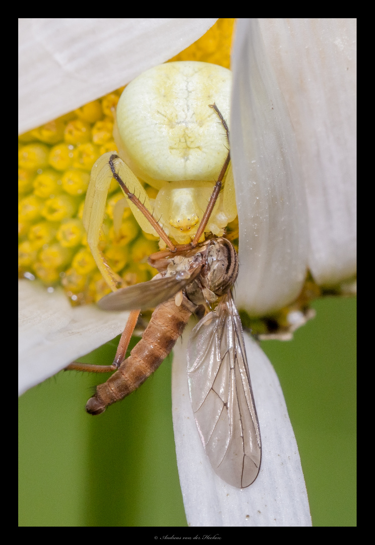 Veränderliche Krabbenspinne (Misumena vatia) 02