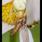 Veränderliche Krabbenspinne (Misumena vatia) 02