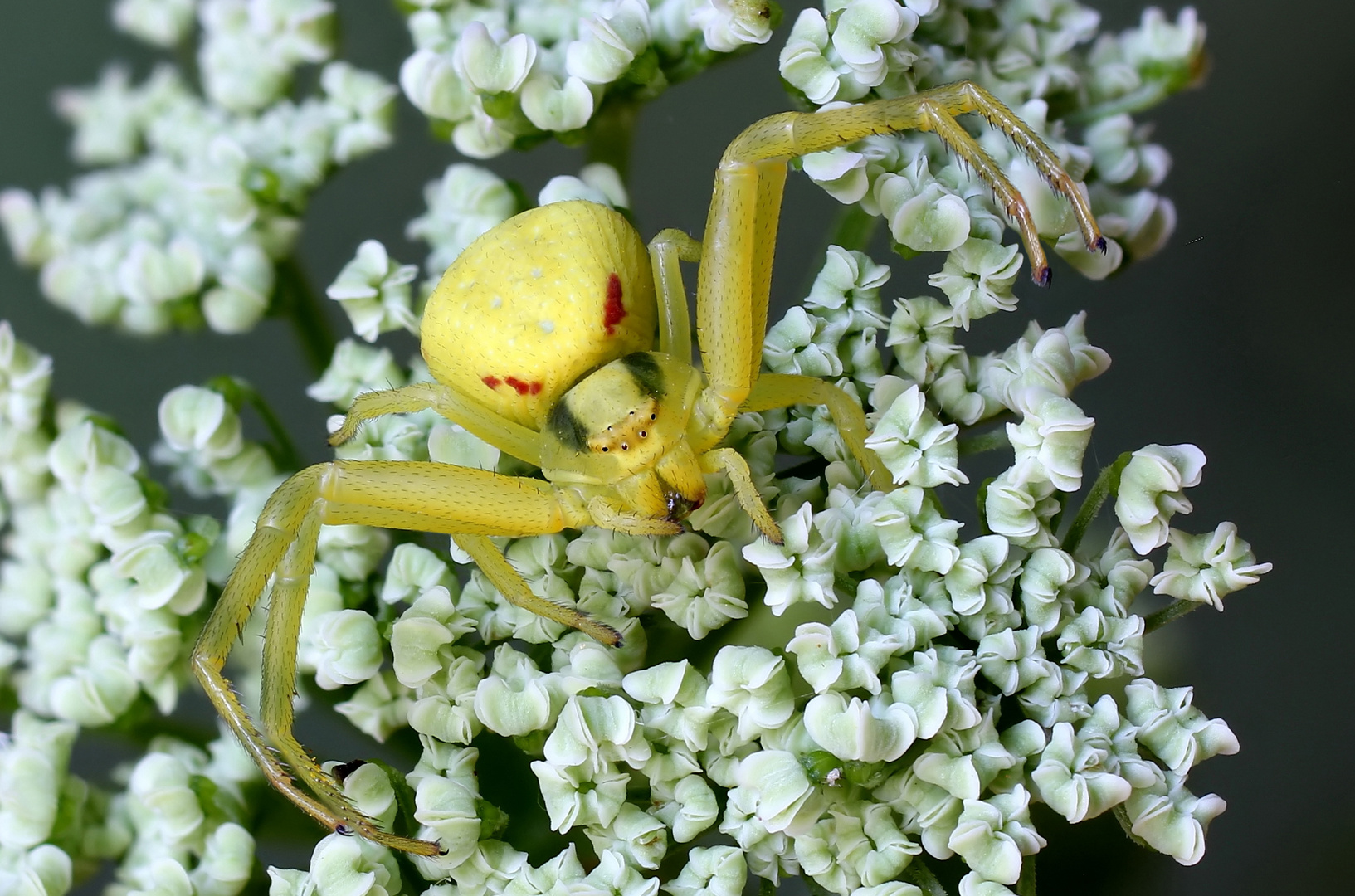 Veränderliche Krabbenspinne (Misumena vatia)