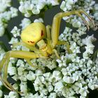 Veränderliche Krabbenspinne (Misumena vatia)