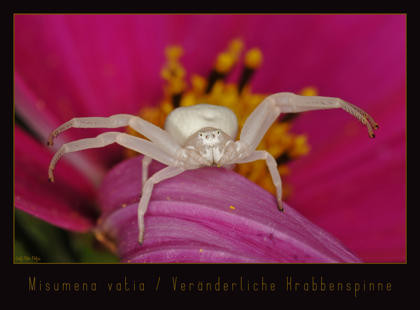 Veränderliche Krabbenspinne - Misumena vatia (0738)